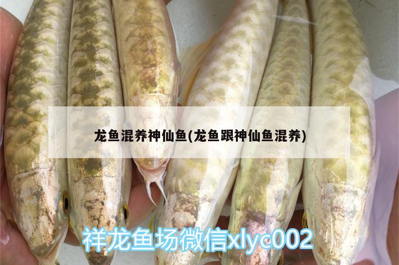 龍魚混養(yǎng)神仙魚(龍魚跟神仙魚混養(yǎng)) 蝴蝶鯉