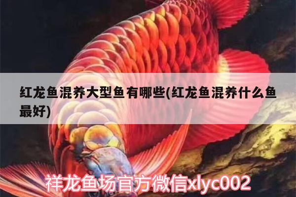 紅龍魚混養(yǎng)大型魚有哪些(紅龍魚混養(yǎng)什么魚最好) 魟魚百科