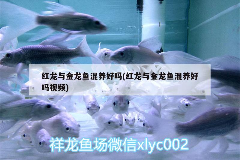 虎紋恐龍魚一天吃多少飼料最好(虎紋恐龍吃飼料嗎)