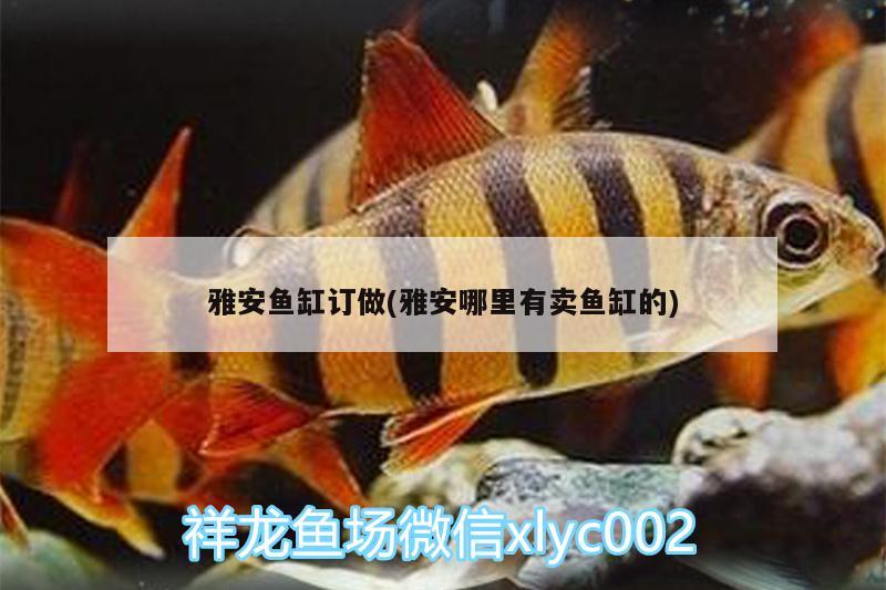 雅安魚缸訂做(雅安哪里有賣魚缸的)