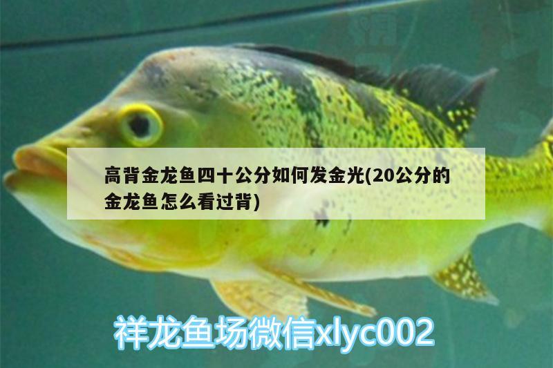 高背金龍魚(yú)四十公分如何發(fā)金光(20公分的金龍魚(yú)怎么看過(guò)背) 高背金龍魚(yú)