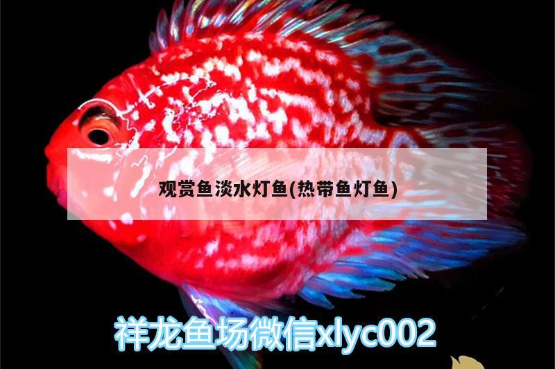 觀賞魚淡水燈魚(熱帶魚燈魚)