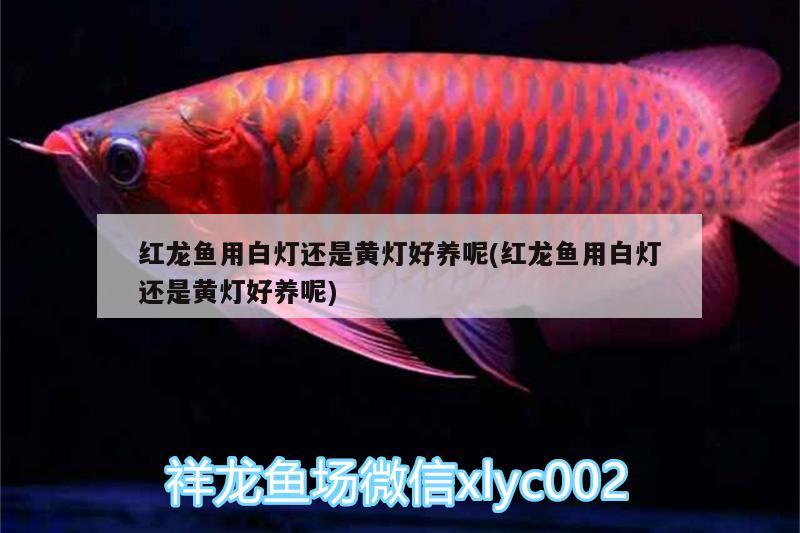 紅龍魚(yú)用白燈還是黃燈好養(yǎng)呢(紅龍魚(yú)用白燈還是黃燈好養(yǎng)呢) 黃吉金龍（白子金龍魚(yú)）