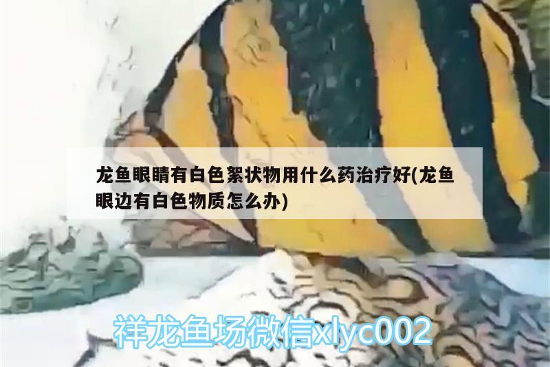 龍魚眼睛有白色絮狀物用什么藥治療好(龍魚眼邊有白色物質(zhì)怎么辦) 稀有紅龍品種