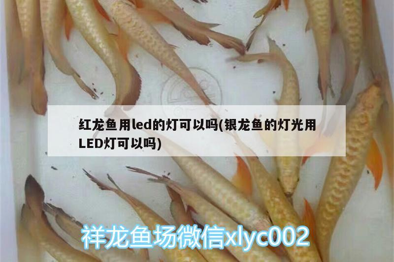 紅龍魚用led的燈可以嗎(銀龍魚的燈光用LED燈可以嗎) 銀龍魚