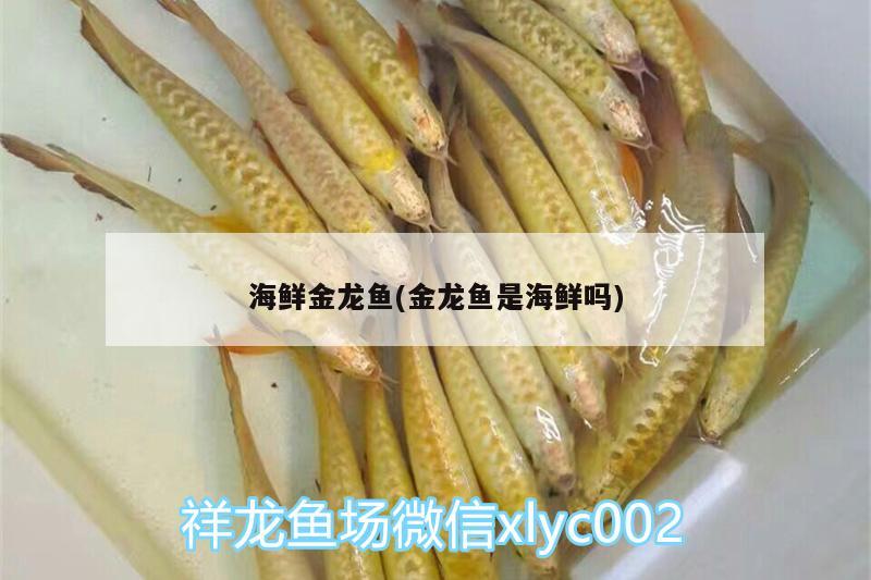 海鮮金龍魚(金龍魚是海鮮嗎) 白子關(guān)刀魚