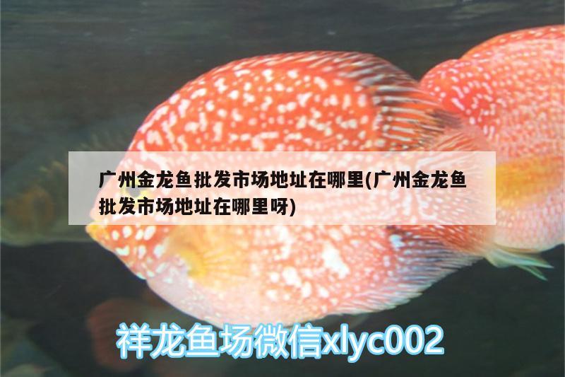 廣州金龍魚批發(fā)市場地址在哪里(廣州金龍魚批發(fā)市場地址在哪里呀) 龍魚批發(fā)