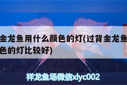 成都大型魚缸批發(fā)市場地址電話：成都哪里有批發(fā)魚缸用品的