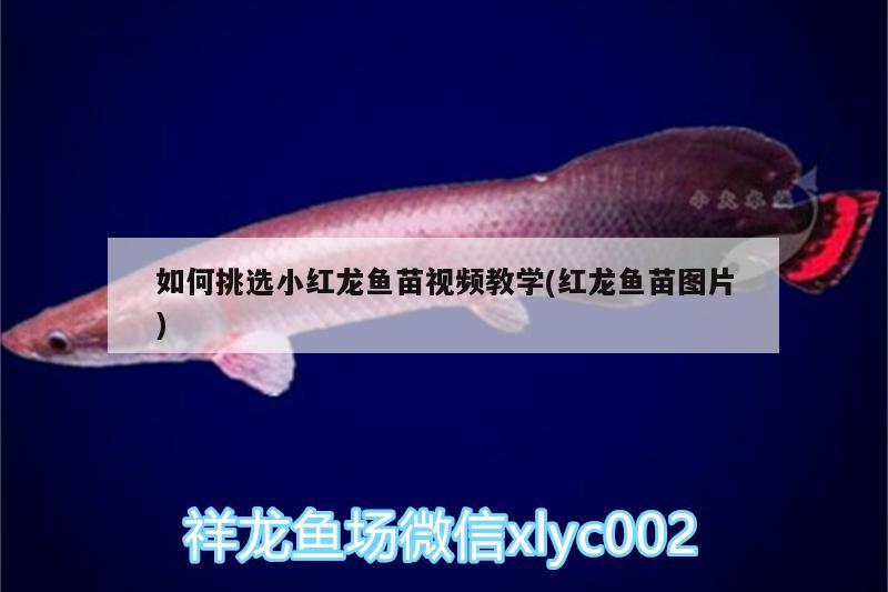 如何挑選小紅龍魚苗視頻教學(紅龍魚苗圖片) 帝王血鉆魚