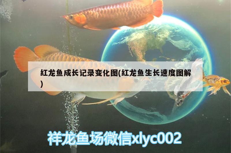 紅龍魚(yú)成長(zhǎng)記錄變化圖(紅龍魚(yú)生長(zhǎng)速度圖解)