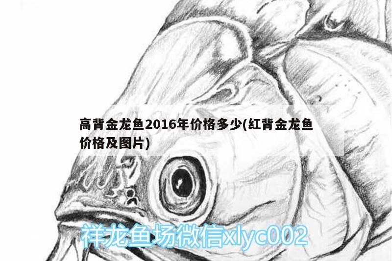 高背金龍魚2016年價格多少(紅背金龍魚價格及圖片)