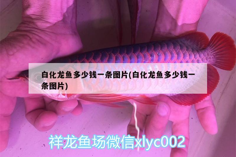 白化龍魚多少錢一條圖片(白化龍魚多少錢一條圖片) 黃金眼鏡蛇雷龍魚