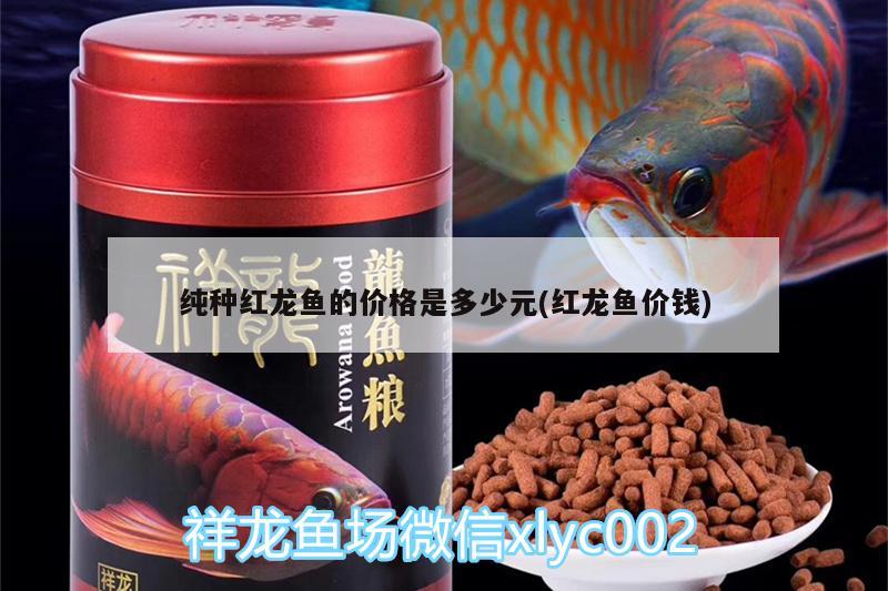 純種紅龍魚的價格是多少元(紅龍魚價錢)