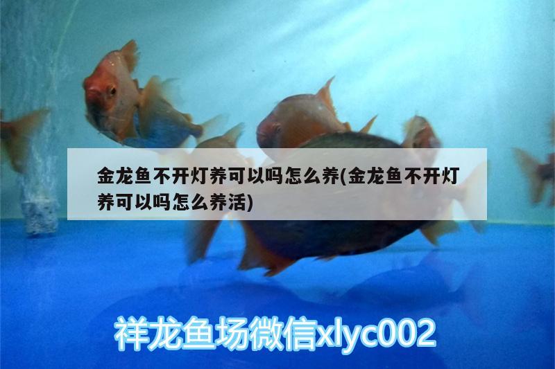 金龍魚不開燈養(yǎng)可以嗎怎么養(yǎng)(金龍魚不開燈養(yǎng)可以嗎怎么養(yǎng)活)