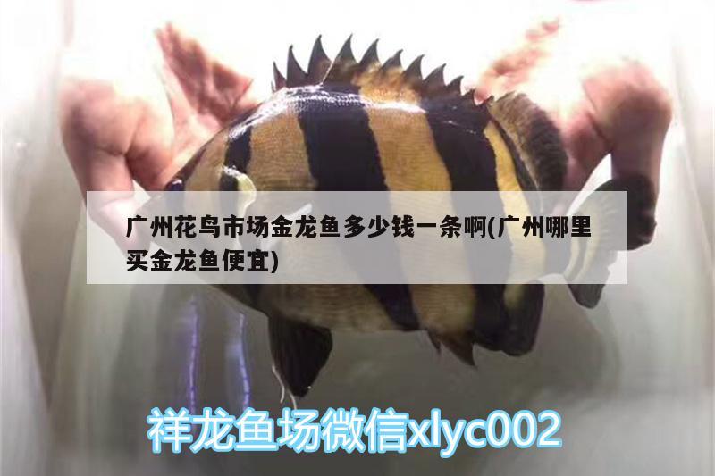 烏魯木齊哪里有賣魚缸架的店鋪：烏魯木齊哪里有賣魚缸架的店鋪啊