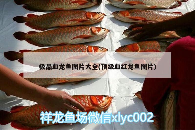 極品血龍魚圖片大全(頂級血紅龍魚圖片) 大白鯊魚