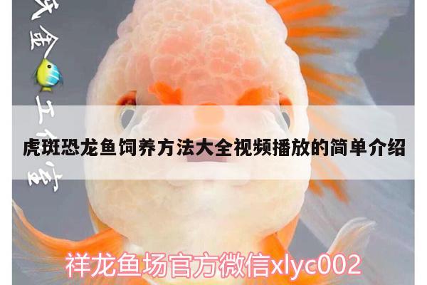 虎斑恐龍魚飼養(yǎng)方法大全視頻播放的簡單介紹