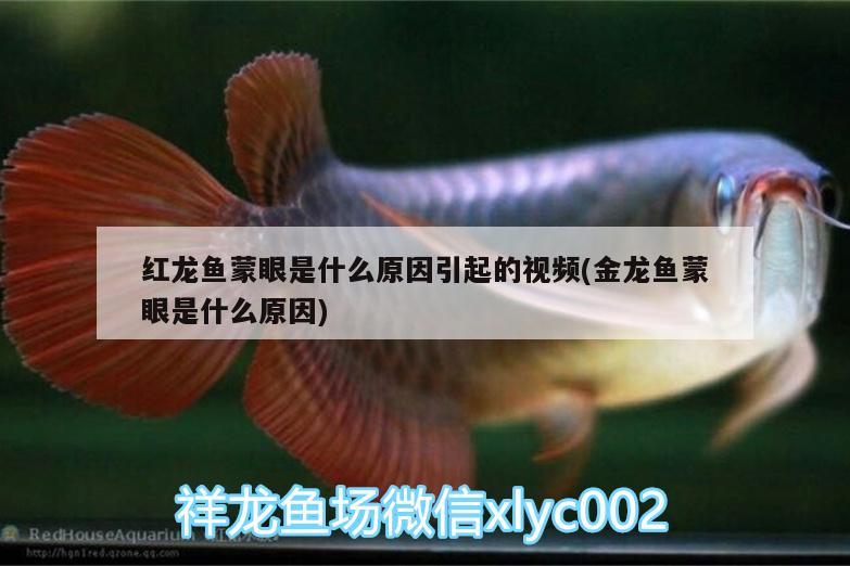 紅龍魚蒙眼是什么原因引起的視頻(金龍魚蒙眼是什么原因) 赤焰中國虎魚