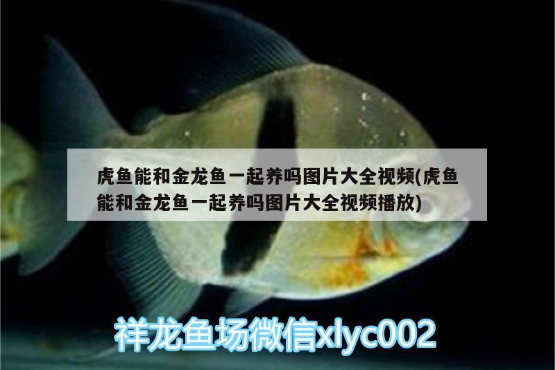 虎魚能和金龍魚一起養(yǎng)嗎圖片大全視頻(虎魚能和金龍魚一起養(yǎng)嗎圖片大全視頻播放) 虎魚百科