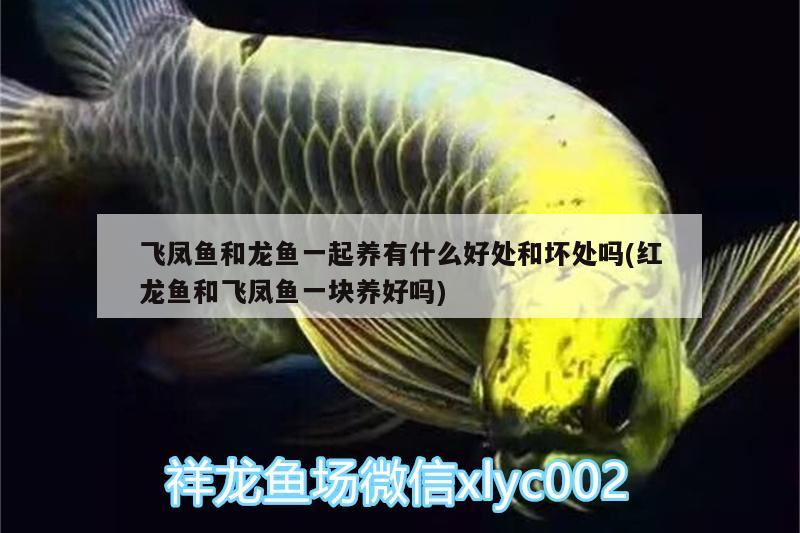 飛鳳魚和龍魚一起養(yǎng)有什么好處和壞處嗎(紅龍魚和飛鳳魚一塊養(yǎng)好嗎) 飛鳳魚