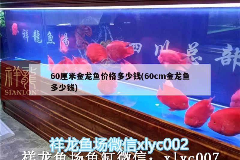 60厘米金龍魚價格多少錢(60cm金龍魚多少錢) 黑影道人魚