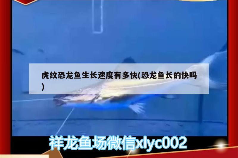 虎紋恐龍魚生長速度有多快(恐龍魚長的快嗎) 狗仔招財貓魚 第2張