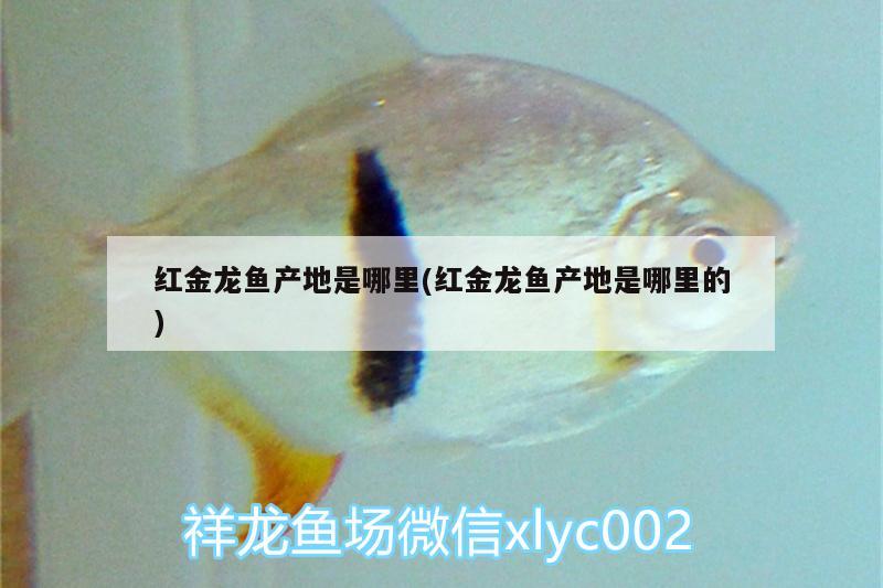 紅金龍魚產(chǎn)地是哪里(紅金龍魚產(chǎn)地是哪里的)