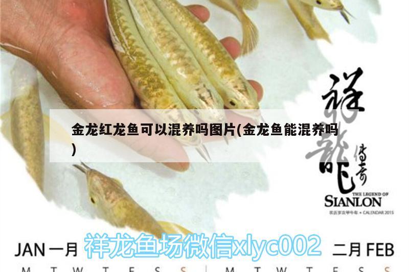 金龍紅龍魚(yú)可以混養(yǎng)嗎圖片(金龍魚(yú)能混養(yǎng)嗎)