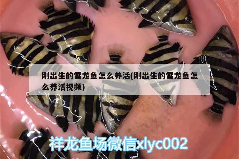 延安魚缸定制店地址電話 延安哪里有賣魚缸的