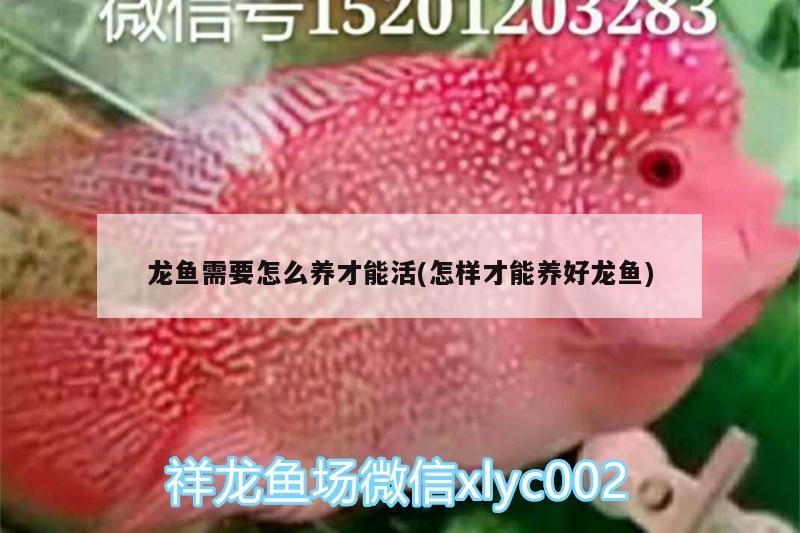 龍魚需要怎么養(yǎng)才能活(怎樣才能養(yǎng)好龍魚) 大湖紅龍魚