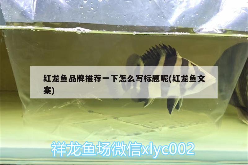 紅龍魚品牌推薦一下怎么寫標(biāo)題呢(紅龍魚文案)