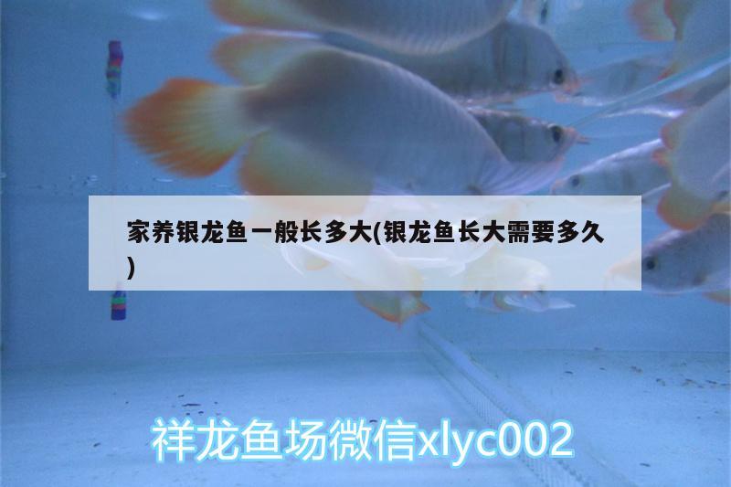 家養(yǎng)銀龍魚(yú)一般長(zhǎng)多大(銀龍魚(yú)長(zhǎng)大需要多久)