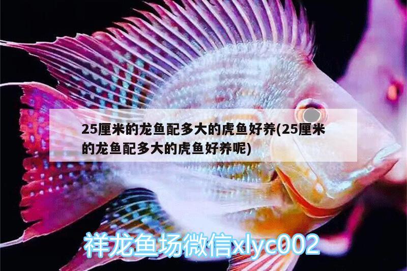 金龍魚招商加盟電話（金龍魚代理電話） 蘇虎苗（蘇門答臘虎魚苗） 第2張