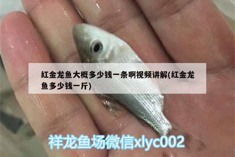 紅金龍魚大概多少錢一條啊視頻講解(紅金龍魚多少錢一斤)