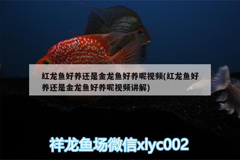 紅龍魚好養(yǎng)還是金龍魚好養(yǎng)呢視頻(紅龍魚好養(yǎng)還是金龍魚好養(yǎng)呢視頻講解)