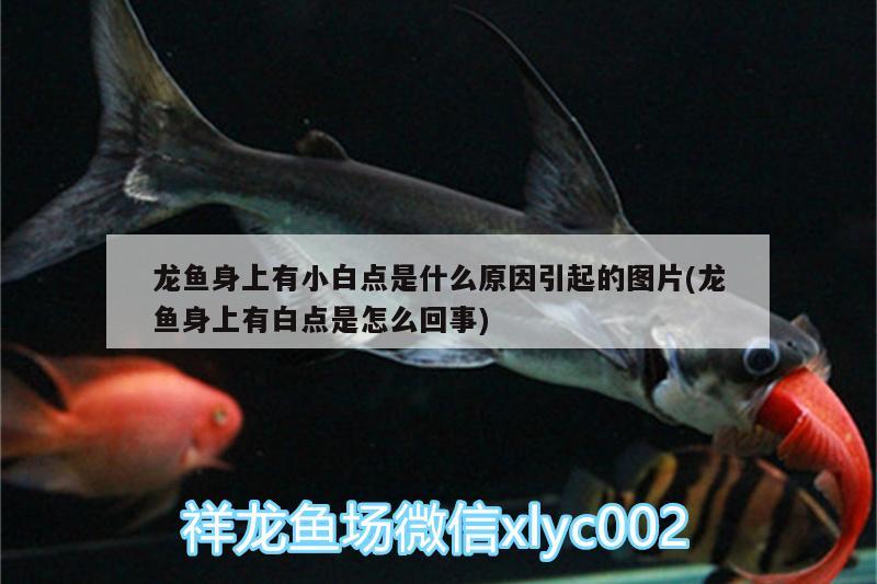 龍魚(yú)身上有小白點(diǎn)是什么原因引起的圖片(龍魚(yú)身上有白點(diǎn)是怎么回事) 紅尾平克魚(yú)