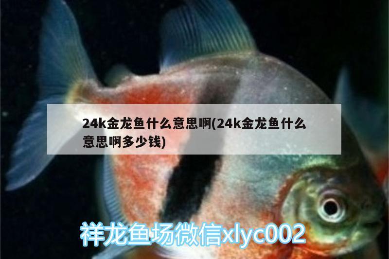 24k金龍魚什么意思啊(24k金龍魚什么意思啊多少錢)