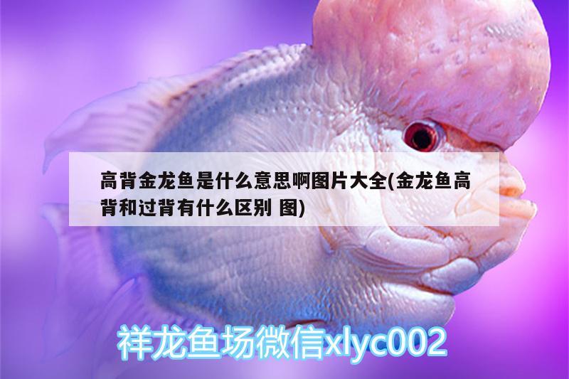 高背金龍魚是什么意思啊圖片大全(金龍魚高背和過背有什么區(qū)別圖) 高背金龍魚