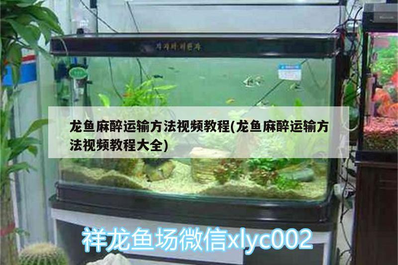 龍魚麻醉運(yùn)輸方法視頻教程(龍魚麻醉運(yùn)輸方法視頻教程大全) 龍魚麻藥（祥龍Nika）