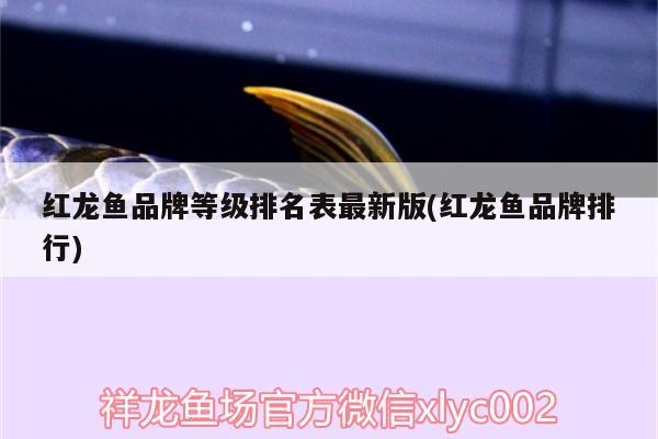 鱗龍盛世雙子辰星 過背金龍魚 第3張