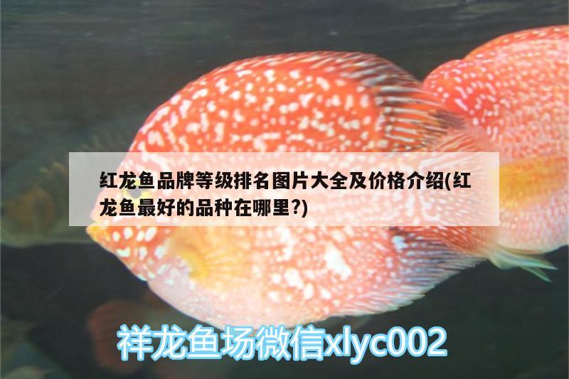 海豐縣公平錦鱗水族店 全國(guó)水族館企業(yè)名錄 第1張