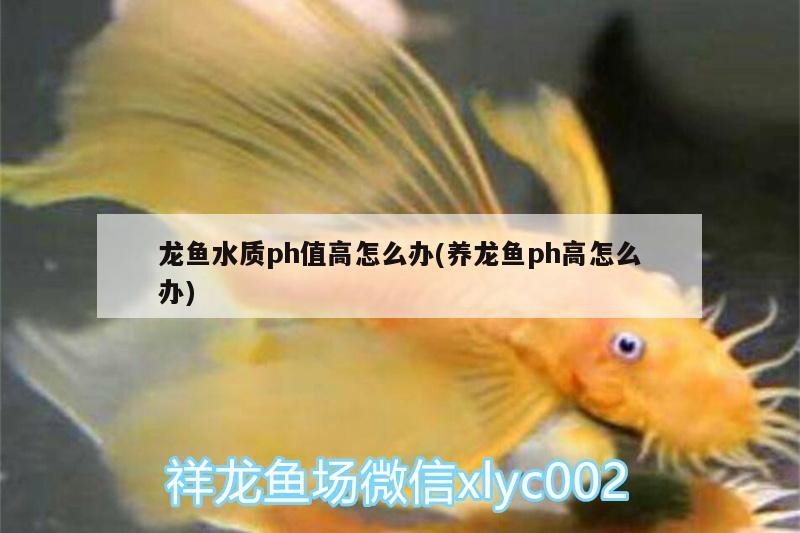 龍魚水質ph值高怎么辦(養(yǎng)龍魚ph高怎么辦) 皇冠黑白魟魚