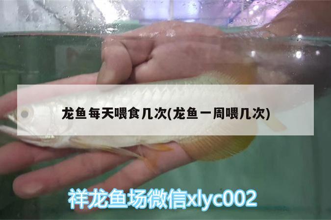 張家界觀賞魚市場45厘米的紅龍每次喂多少？