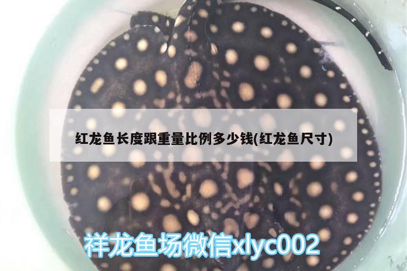 這是什么東西？！ 觀賞魚論壇 第2張