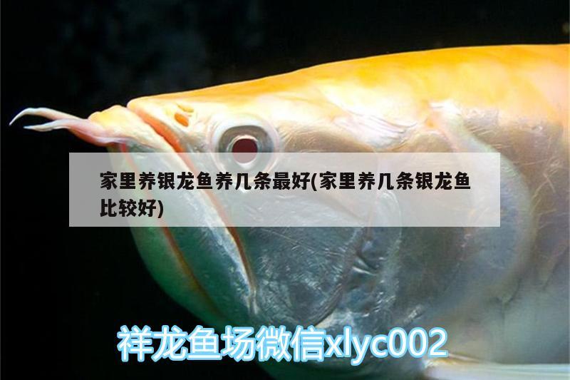 家里養(yǎng)銀龍魚養(yǎng)幾條最好(家里養(yǎng)幾條銀龍魚比較好)