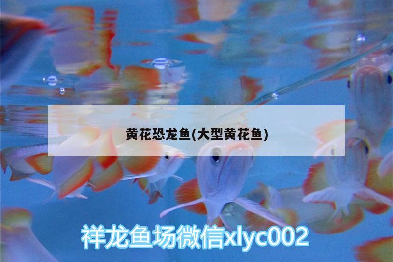 龍魚體型排名圖片(龍魚體型排名圖片大全) 廣州水族批發(fā)市場