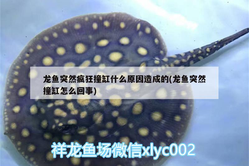 沈陽觀賞魚市場(chǎng)瑜伽黃頭羅漢魚圈 觀賞魚市場(chǎng)（混養(yǎng)魚） 第1張