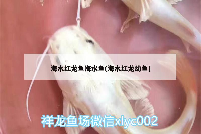 海水紅龍魚海水魚(海水紅龍幼魚) 海水魚