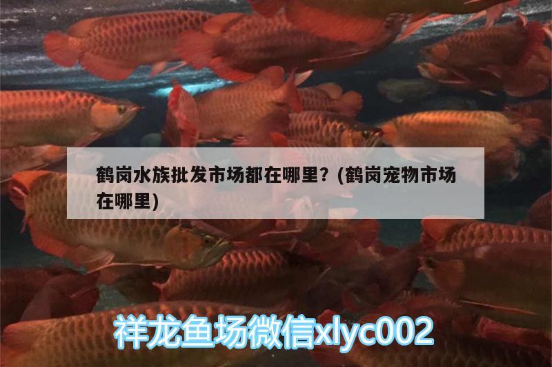 鶴崗水族批發(fā)市場(chǎng)都在哪里？(鶴崗寵物市場(chǎng)在哪里) 觀賞魚水族批發(fā)市場(chǎng)