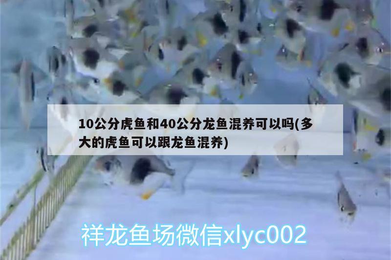 10公分虎魚和40公分龍魚混養(yǎng)可以嗎(多大的虎魚可以跟龍魚混養(yǎng))